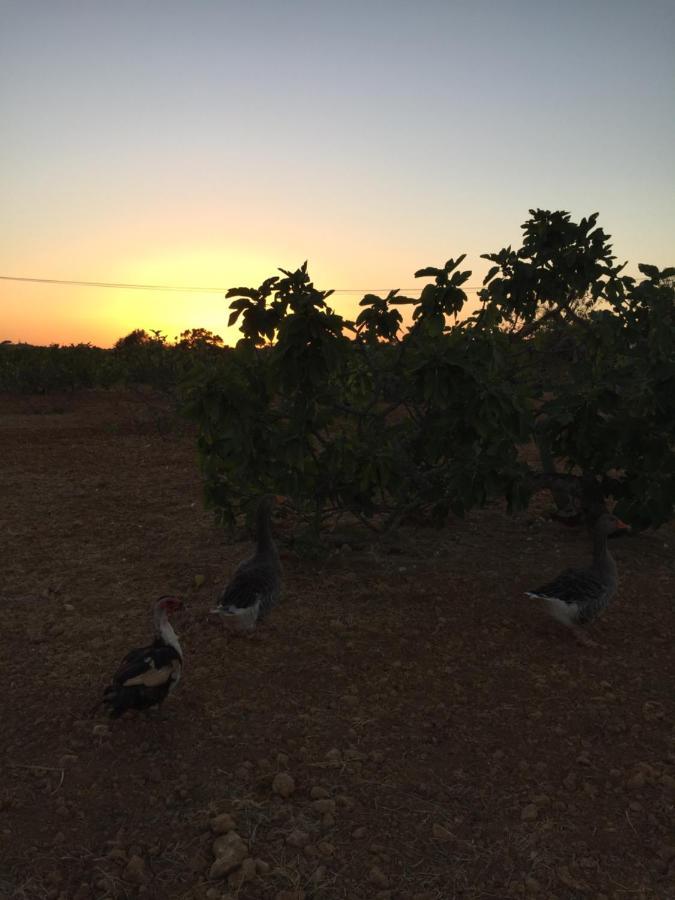 Solar Da Cotovia Βίλα Αλμπουφέιρα Εξωτερικό φωτογραφία
