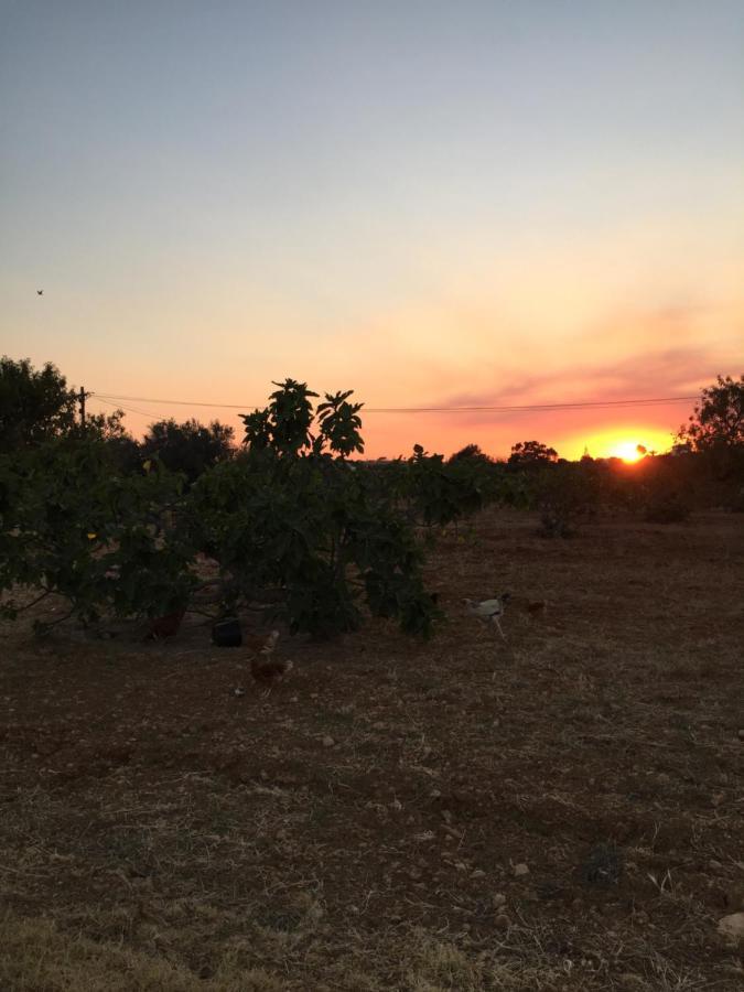 Solar Da Cotovia Βίλα Αλμπουφέιρα Εξωτερικό φωτογραφία